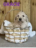 Gracie, a female Goldendoodle for sale in Columbia City, IN – Photo 5 of 5