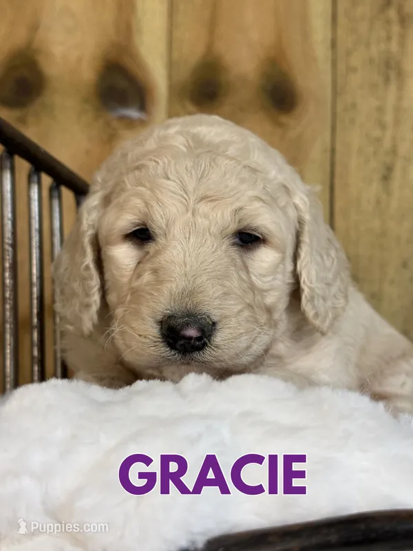 Gracie – Goldendoodle puppy for sale in Columbia City, IN