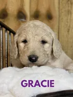 Gracie, a female Goldendoodle for sale in Columbia City, IN – Photo 1 of 5