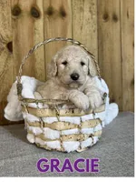 Gracie, a female Goldendoodle for sale in Columbia City, IN – Photo 2 of 5