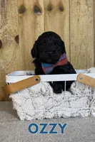 Ozzy, a male Miniature Goldendoodle for sale in Columbia City, IN – 2 of 5
