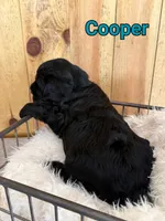 Cooper, a male Bernedoodle for sale in Columbia City, IN – 5 of 6