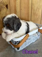 Chanel, a female Bernedoodle for sale in Columbia City, IN – 6 of 6
