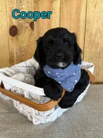 Cooper, a male Bernedoodle for sale in Columbia City, IN – 6 of 6