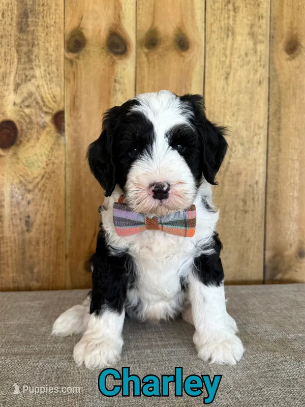 Charley – Bernedoodle puppy for sale in Columbia City, IN