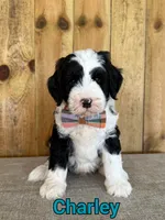 Charley, a male Bernedoodle for sale in Columbia City, IN – 1 of 6