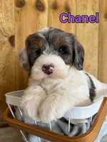 Chanel, a female Bernedoodle for sale in Columbia City, IN – 4 of 6