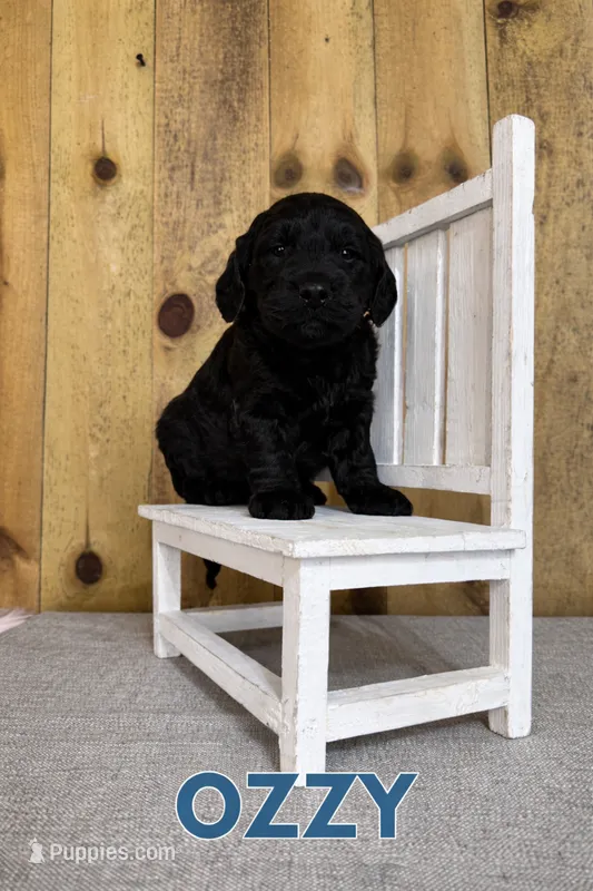 Ozzy – Miniature Goldendoodle puppy for sale in Columbia City, IN