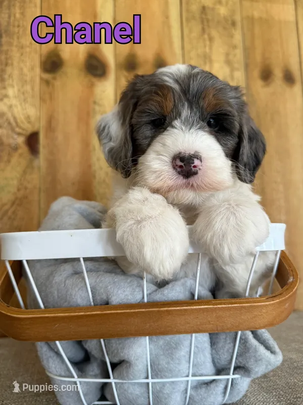 Chanel – Bernedoodle puppy for sale in Columbia City, IN