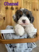 Chanel, a female Bernedoodle for sale in Columbia City, IN – 1 of 6