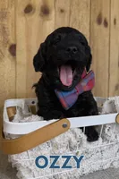 Ozzy, a male Miniature Goldendoodle for sale in Columbia City, IN – 3 of 5