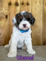 Chanel, a female Bernedoodle for sale in Columbia City, IN – 2 of 6