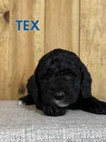 Tex - Mini F1B Goldendoodle, a male Miniature Goldendoodle for sale in Columbia City, IN – 4 of 7