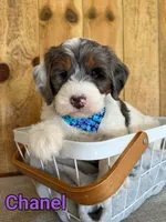Chanel, a female Bernedoodle for sale in Columbia City, IN – 5 of 6