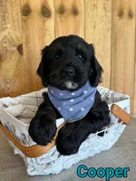 Cooper, a male Bernedoodle for sale in Columbia City, IN – 2 of 6