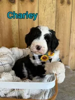 Charley, a male Bernedoodle for sale in Columbia City, IN – 2 of 6