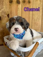 Chanel, a female Bernedoodle for sale in Columbia City, IN – 3 of 6