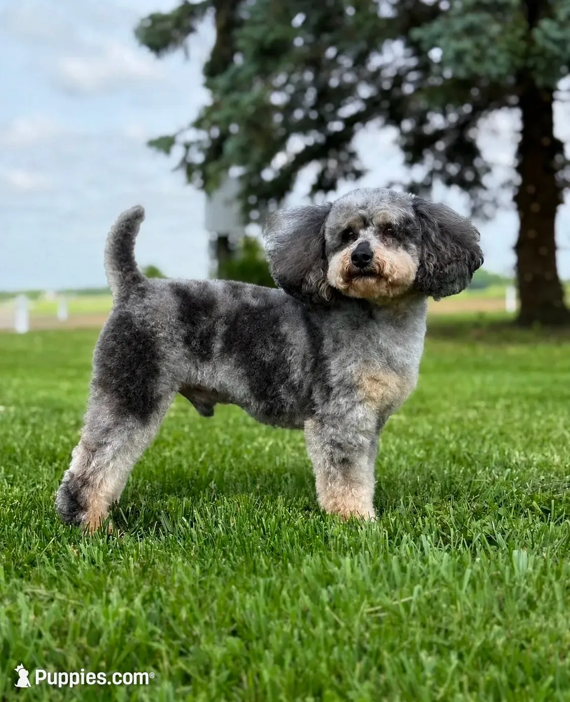 Tex - Mini F1B Goldendoodle, a male Miniature Goldendoodle for sale in Columbia City, IN – 7 of 7