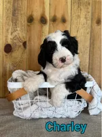Charley, a male Bernedoodle for sale in Columbia City, IN – 3 of 6