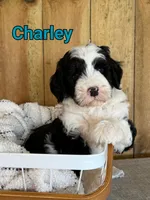 Charley, a male Bernedoodle for sale in Columbia City, IN – 4 of 6