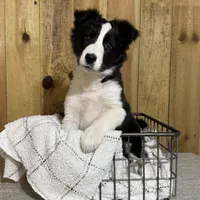 Sophie, a female Border Collie for sale in Columbia City, IN – Photo 5 of 6