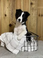 Sophie, a female Border Collie for sale in Columbia City, IN – Photo 5 of 6