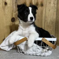 Sophie, a female Border Collie for sale in Columbia City, IN – Photo 3 of 6