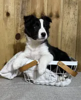 Sophie, a female Border Collie for sale in Columbia City, IN – Photo 3 of 6