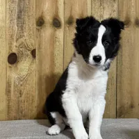 Sophie, a female Border Collie for sale in Columbia City, IN – Photo 4 of 6