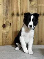 Sophie, a female Border Collie for sale in Columbia City, IN – Photo 4 of 6