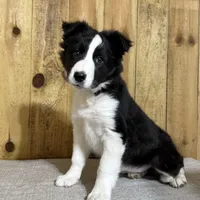 Sophie, a female Border Collie for sale in Columbia City, IN – Photo 6 of 6