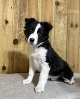 Sophie, a female Border Collie for sale in Columbia City, IN – Photo 6 of 6