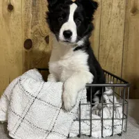 Sophie, a female Border Collie for sale in Columbia City, IN – Photo 2 of 6