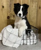 Sophie, a female Border Collie for sale in Columbia City, IN – Photo 2 of 6