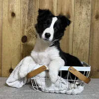Sophie, a female Border Collie for sale in Columbia City, IN – Photo 1 of 6