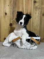 Sophie, a female Border Collie for sale in Columbia City, IN – Photo 1 of 6