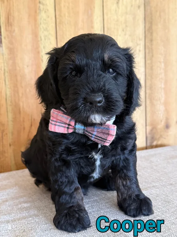 Cooper – Bernedoodle puppy for sale in Columbia City, IN