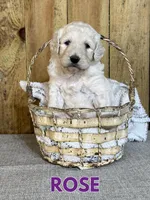 Rose, a female Goldendoodle for sale in Columbia City, IN – Photo 3 of 4