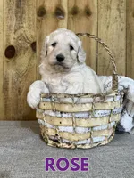 Rose, a female Goldendoodle for sale in Columbia City, IN – Photo 4 of 4