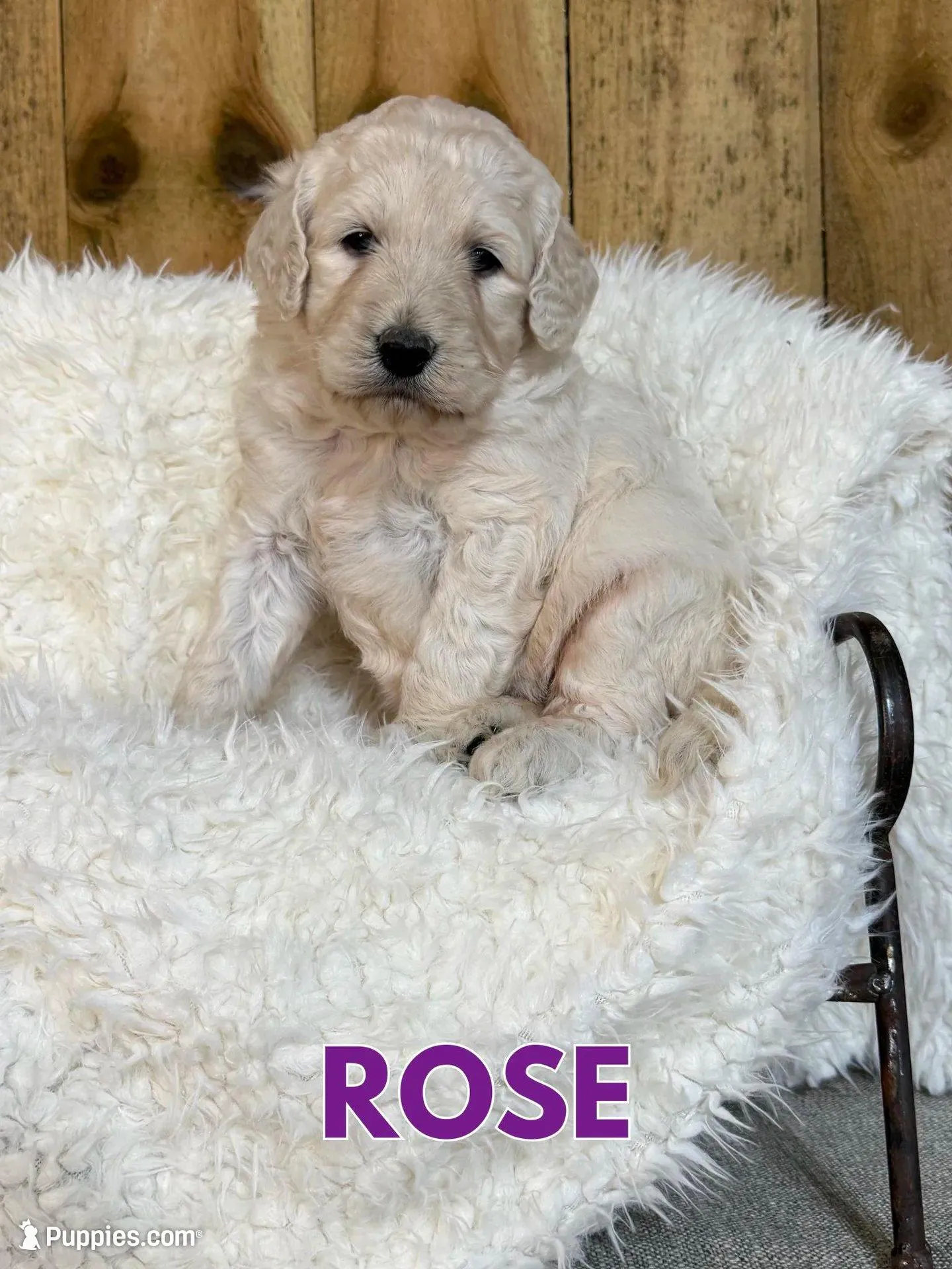 Rose, a female Goldendoodle for sale in Columbia City, IN – Photo 2 of 4