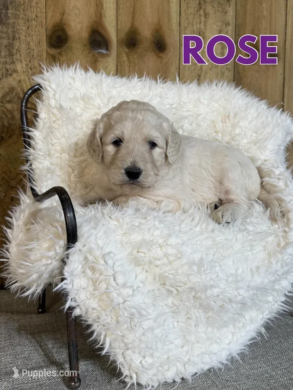 Rose – Goldendoodle puppy for sale in Columbia City, IN