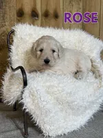 Rose, a female Goldendoodle for sale in Columbia City, IN – Photo 1 of 4
