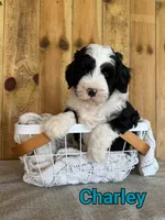 Charley, a male Bernedoodle for sale in Columbia City, IN – 6 of 6