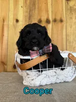 Cooper, a male Bernedoodle for sale in Columbia City, IN – 3 of 6