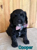 Cooper, a male Bernedoodle for sale in Columbia City, IN – 4 of 6
