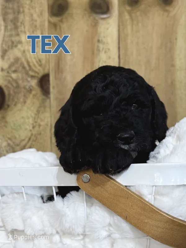 Tex - Mini F1B Goldendoodle – Miniature Goldendoodle puppy for sale in Columbia City, IN