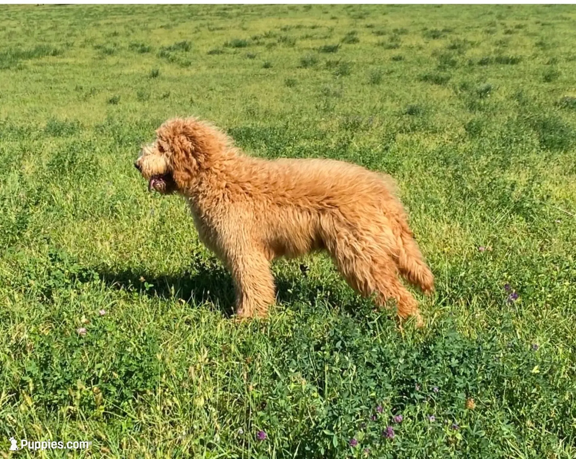 Tex - Mini F1B Goldendoodle, a male Miniature Goldendoodle for sale in Columbia City, IN – 6 of 7