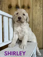 Shirley, a female Goldendoodle for sale in Columbia City, IN – Photo 3 of 5