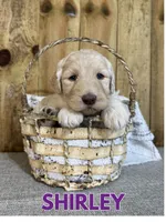 Shirley, a female Goldendoodle for sale in Columbia City, IN – Photo 5 of 5
