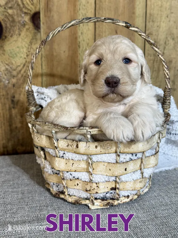 Shirley – Goldendoodle puppy for sale in Columbia City, IN